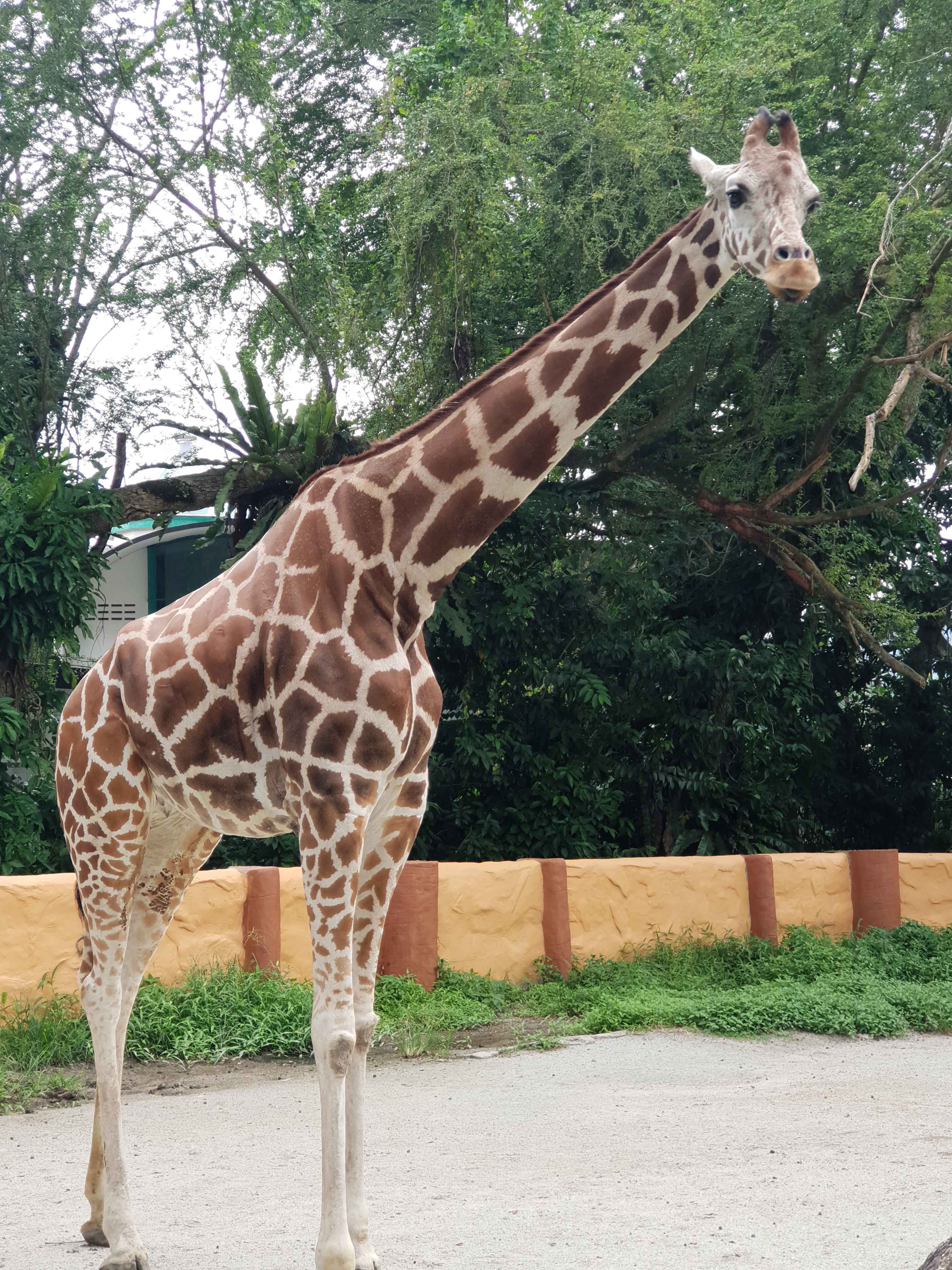 Kak Long Mencari Ketenangan Di Zoo Negara Eztakaful